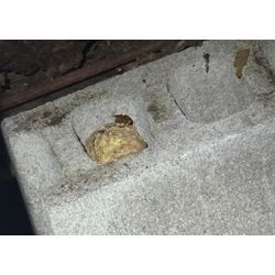 ◤🐝こんな場所にハチの巣！？空間に巣を作る蜂が増えてます！蜂駆除/宮城/山形/福島◢の画像1