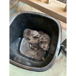 ☆千葉県柏市からアライグマ駆除のご依頼の画像3