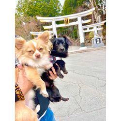 ⛩️三峯神社⛩️の画像3