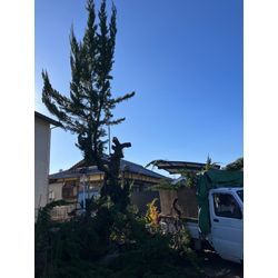 津市　伐採の画像2