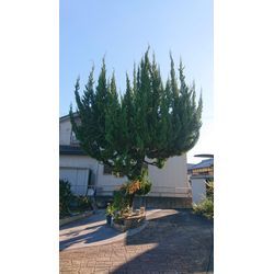 津市　伐採の画像1