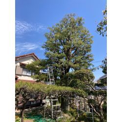 巨大イトヒバの剪定の画像1