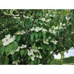 草刈シーズン本格到来！太田市で草刈作業　〜群馬高崎の植木屋ゆうさんSortBlog〜の画像2