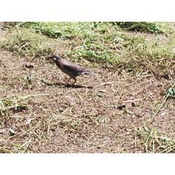 草刈シーズン本格到来！太田市で草刈作業　〜群馬高崎の植木屋ゆうさんSortBlog〜の画像3