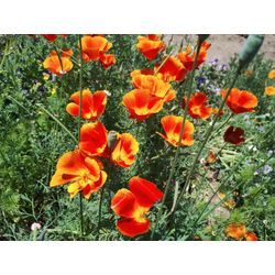 草刈シーズン本格到来！太田市で草刈作業　〜群馬高崎の植木屋ゆうさんSortBlog〜の画像1