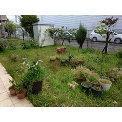 広いお庭の草むしりの画像1