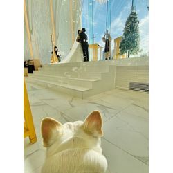 リングドッグ　ワンちゃんも一緒に作る物語の画像3