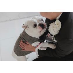 リングドッグ　ワンちゃんも一緒に作る物語の画像2