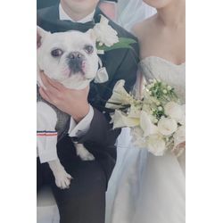 リングドッグ　ワンちゃんも一緒に作る物語の画像1