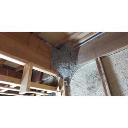 あなたの家は大丈夫？～シロアリ被害を見逃さないホームインスペクション～の画像2