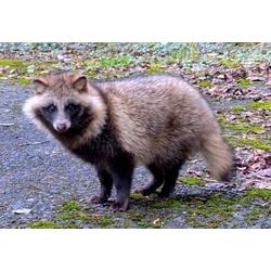 害獣ゼロ 三浦 です。アライグマ タヌキ ハクビシン の 法的分類 規制内容 を 詳しく書きました。分かり易く。の画像2