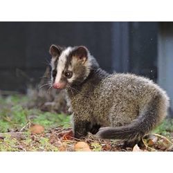 害獣ゼロ 三浦 です。アライグマ タヌキ ハクビシン の 法的分類 規制内容 を 詳しく書きました。分かり易く。の画像3