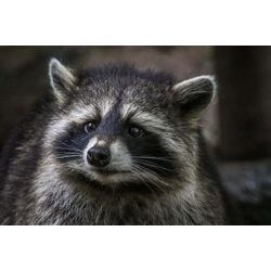 害獣ゼロ 三浦 です。アライグマ タヌキ ハクビシン の 法的分類 規制内容 を 詳しく書きました。分かり易く。の画像1