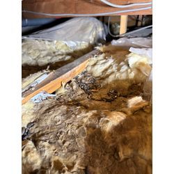 新宿区ネズミ被害の画像1