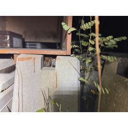 アシナガバチ駆除をしてきました😃の画像1