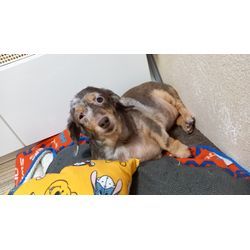 我が家の小さな番犬⁉️水槽の画像2