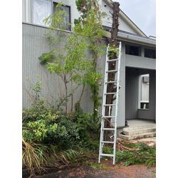 大きな針葉樹の画像2