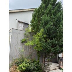 大きな針葉樹の画像1