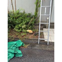 大きな針葉樹の画像3