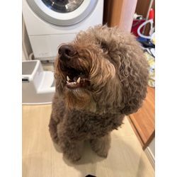 碧ちゃん（あおちゃん）です。の画像3