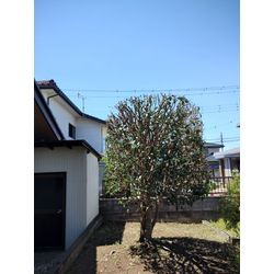 GW明けは伊勢崎市でキンモクセイの剪定からスタート　〜群馬高崎の植木屋ゆうさん超SortBlog〜の画像2