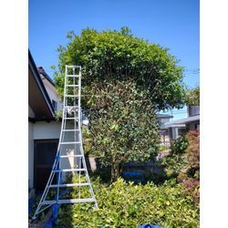 GW明けは伊勢崎市でキンモクセイの剪定からスタート　〜群馬高崎の植木屋ゆうさん超SortBlog〜の画像1