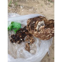 ★☆蜂の巣駆除☆★東区の画像2