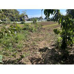 千葉県流山市　倒木伐採作業の画像3