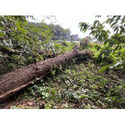 千葉県流山市　倒木伐採作業の画像1