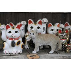 本物の猫？の画像1