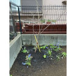 【川越市｜神社の樹木伐採と植栽工事】庭じまいの第一歩と“木を残す”新しい形のご提案の画像2