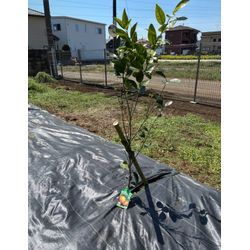 【川越市｜神社の樹木伐採と植栽工事】庭じまいの第一歩と“木を残す”新しい形のご提案の画像3