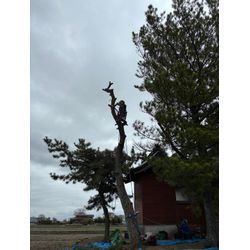 【川越市｜神社の樹木伐採と植栽工事】庭じまいの第一歩と“木を残す”新しい形のご提案の画像1