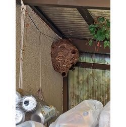 ★蜂の巣駆除★の画像1