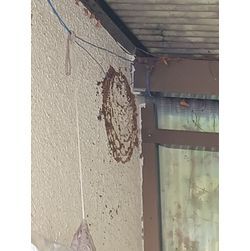 ★蜂の巣駆除★の画像3