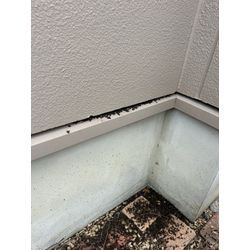 コウモリ被害多数…放置はダメ。の画像2