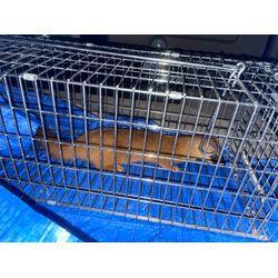 イタチ捕獲の画像2