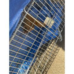 イタチ捕獲の画像3