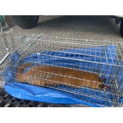 イタチ捕獲の画像1