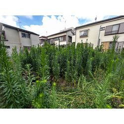 【川崎市】200㎡　空き地の除草作業の画像2