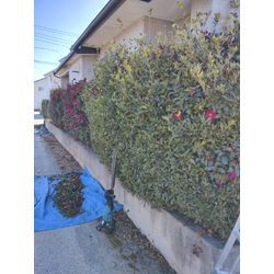 今日は春が来たような感じの暖かさ！　群馬高崎の植木屋ゆうさんSortBlogの画像1