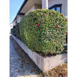 今日は春が来たような感じの暖かさ！　群馬高崎の植木屋ゆうさんSortBlogの画像2