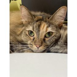 初めて可愛い猫ちゃんの画像1