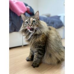 初めて可愛い猫ちゃんの画像3