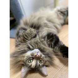 初めて可愛い猫ちゃんの画像2