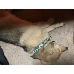 まるぞう社長の弟子？の画像1