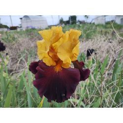仕事終わりに一服中〜♪　ファミマのプリンみたいなパン♪　群馬高崎の植木屋ゆうさん超SortBlogの画像3