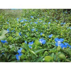 群馬の季節の自然をお届け♪〜今日は藤岡市で草刈作業中の高崎市の植木屋ブログ〜の画像3