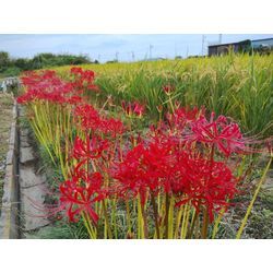 群馬の季節の自然をお届け♪〜今日は藤岡市で草刈作業中の高崎市の植木屋ブログ〜の画像1