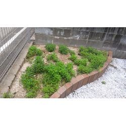 実は「草取り」もやってます！の画像1